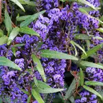 Fast-growing Plants For Screening Hardenbergia Happy Wanderer 14 - Garden Express Australia