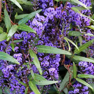 Dichondra Repens Growing Guide Hardenbergia Happy Wanderer 14 - Garden Express Australia