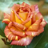 Harry Wheatcroft 121 - Garden Express Australia