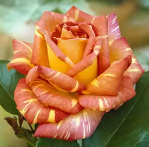 Rose Harry Wheatcroft