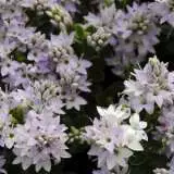 Hebe Buxifolia 68mm Hebe Buxifolia 68mm
