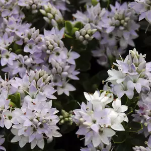 Dichondra Repens Growing Guide Hebe Buxifolia 16 - Garden Express Australia