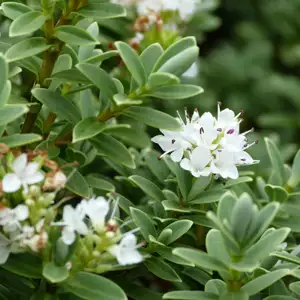Hebe Buxifolia Hebe Buxifolia
