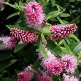 Hebe Marie Antoinette 16019689 - Garden Express Australia