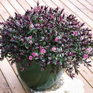 Dichondra Repens Growing Guide Hebe Pretty N Pink - Garden Express Australia