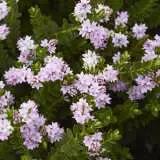 Hebe Wiri Cloud 14 - Garden Express Australia