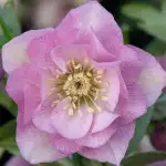 Top 10 Shade-loving Plants Hellebore Double Pale Pink 16 - Garden Express Australia