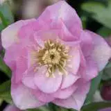 Hellebore Double Pale Pink 16 - Garden Express Australia