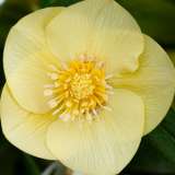 Hellebore Single Primrose Yellow 16 - Garden Express Australia