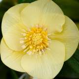 Hellebore Single Primrose Yellow
