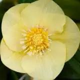 Hellebore Single Primrose Yellow 16 - Garden Express Australia