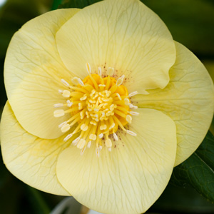 Hellebore Single Primrose Yellow