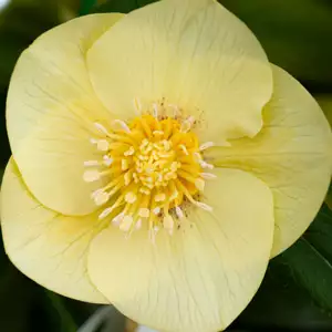Hellebore Single Primrose Yellow Hellebore Single Primrose Yellow