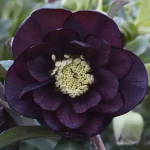 Hellebore Growing Guide Hellebore Dble Purple 15 Pof - Garden Express Australia