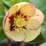 Hellebore Primrose Yellow Picotee - Garden Express Australia