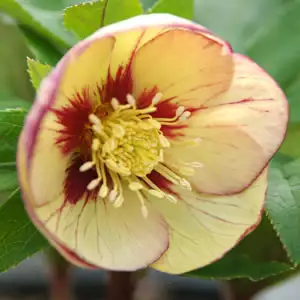 Hellebore Single Primrose Yellow