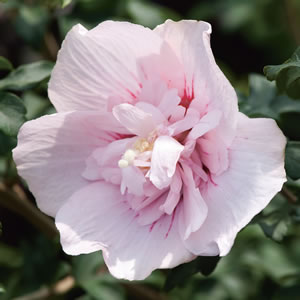 Hibiscus Double Pink 14 - Garden Express Australia