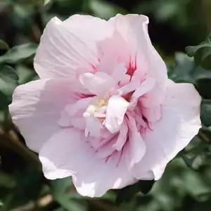 Hibiscus Double Pink