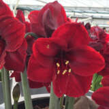 Hippeastrum Favourites Collection
