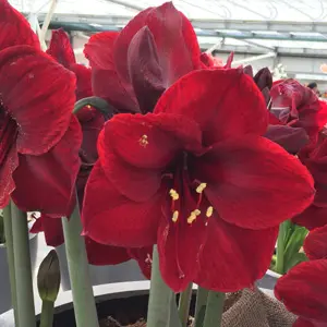 Hippeastrum Favourites Collection Hippeastrum Favourites Collection