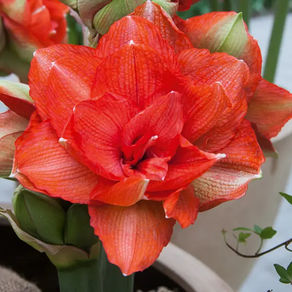 Hippeastrum Benito