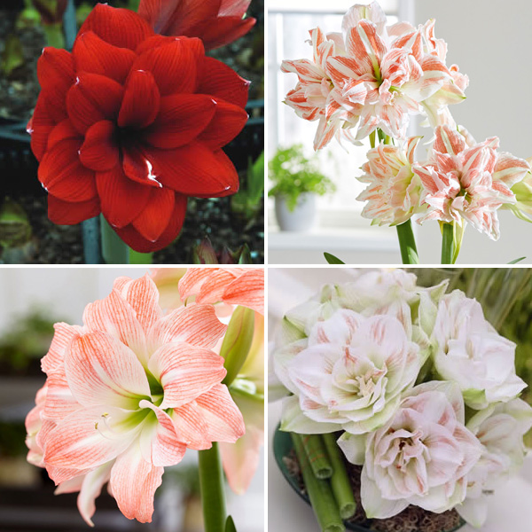 Hippeastrum Double Collection 1