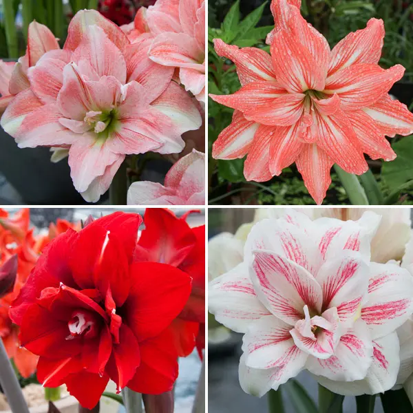 Hippeastrum Double Collection 1