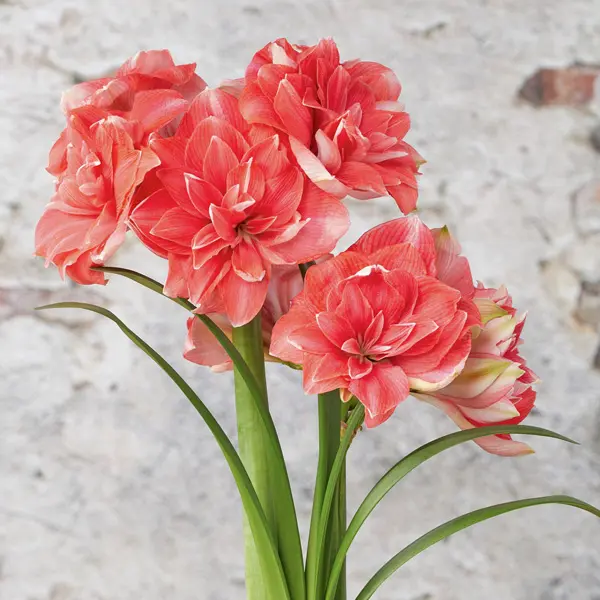 Hippeastrum Double Dream