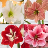 Hippeastrum Exquisite Collection 2025 Colhipeco - Garden Express Australia