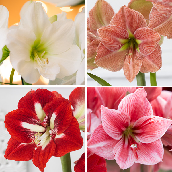 Hippeastrum Favourites Collection