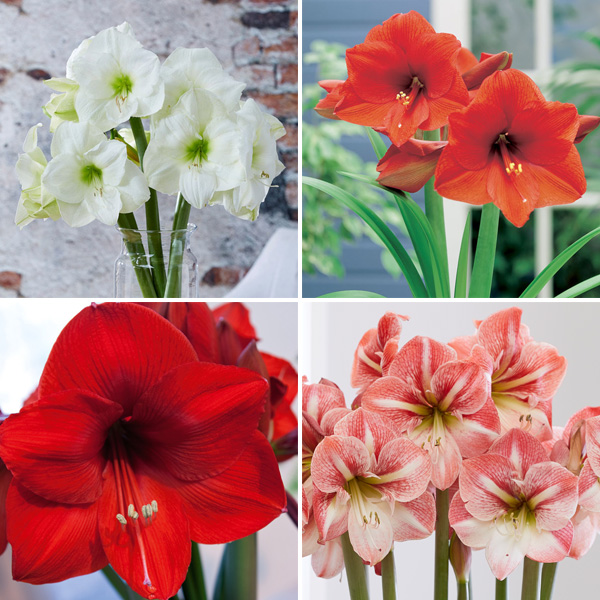Hippeastrum Favourites Collection