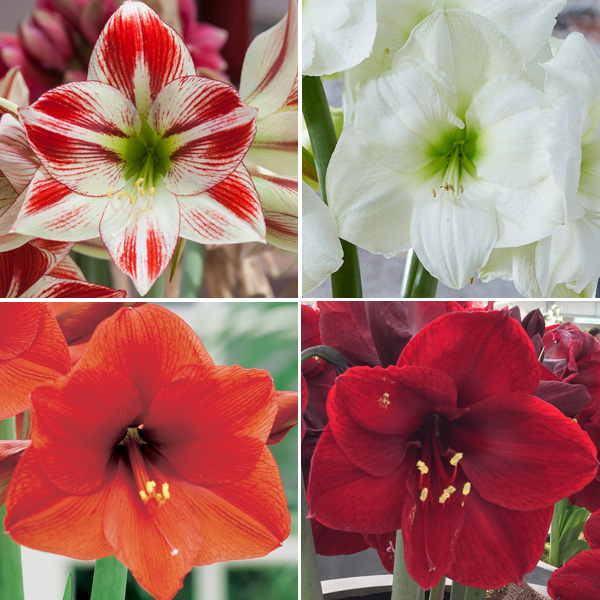 Hippeastrum Favourites Collection