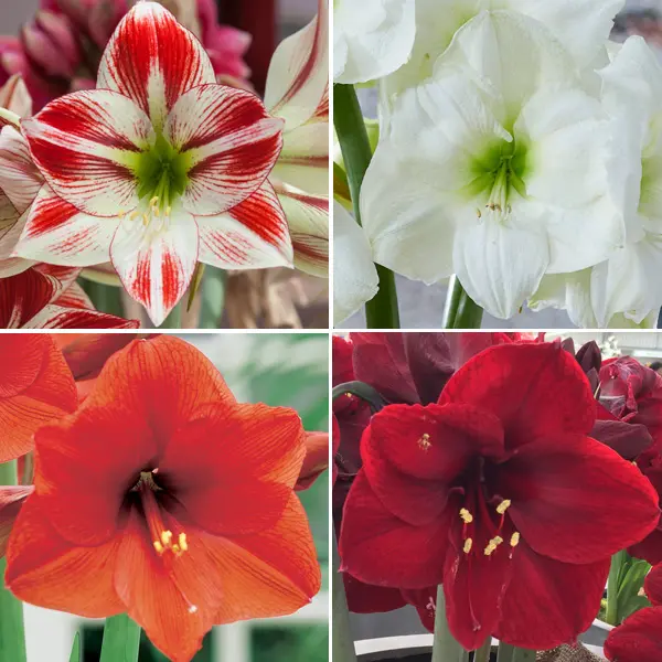 Hippeastrum Favourites Collection Hippeastrum Favourites Collection