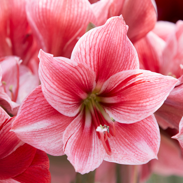Hippeastrum Exquisite Collection