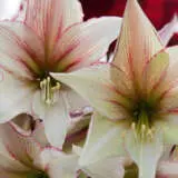 Hippeastrum Magic Green 2021 Pkhipmgr - Garden Express Australia