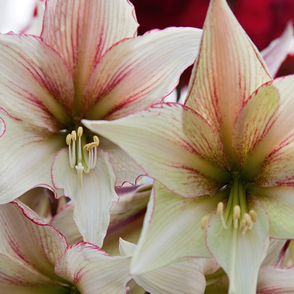 Hippeastrum Magic Green Hippeastrum Magic Green