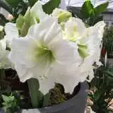 Hippeastrum Matterhorn 16 - Garden Express Australia