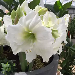 Hippeastrum Matterhorn
