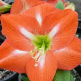 Hippeastrum Nagano 2021 Pkhipnag - Garden Express Australia