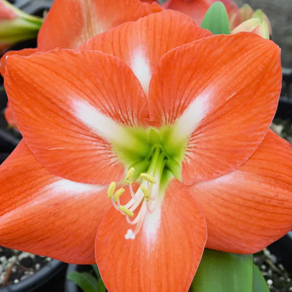 Hippeastrum Nagano Hippeastrum Nagano