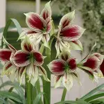 What Should I Do With My Amaryllis After It Blooms? Hippeastrum Papilio 16 - Garden Express Australia