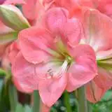 Hippeastrum Rosalie 16 - Garden Express Australia