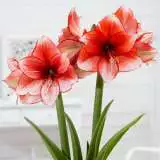 Hippeastrum Stardust Visi124381 15 - Garden Express Australia