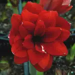 Hippeastrum Growing Guide Hippeastrum Double Dragon - Garden Express Australia