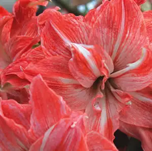 Hippeastrum Varieties Hippeastrum Lady Jane 2012 - Garden Express Australia