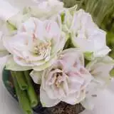 Hippeastrum Nymph 14 - Garden Express Australia