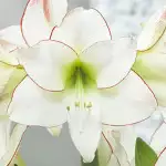 What Should I Do With My Amaryllis After It Blooms? Hippeastrum Picotee 14 - Garden Express Australia