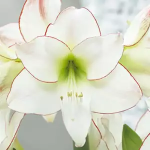 Hippeastrum Picotee Hippeastrum Picotee