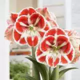 Hippeastrum Samba 14 - Garden Express Australia