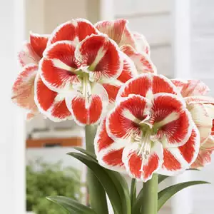 Hippeastrum Samba